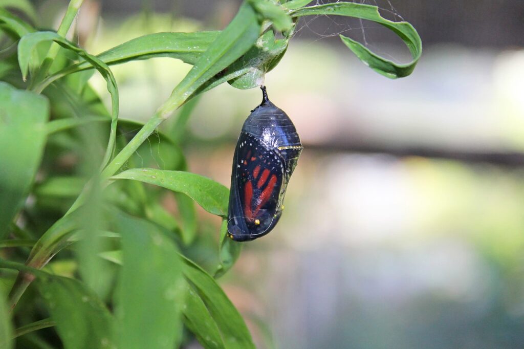 a monarch caterpillar in a chrysalis, change to a butterfly