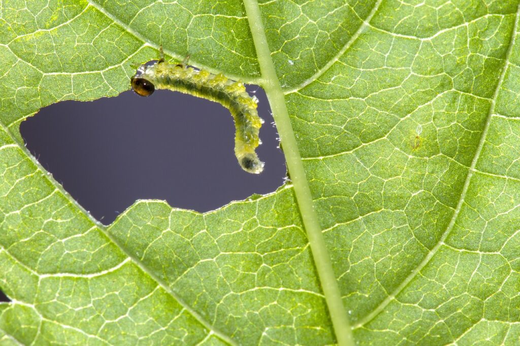 caterpillar eating leaf; concept of taking but being unwilling to compensate